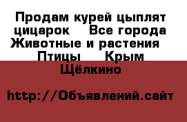 Продам курей цыплят,цицарок. - Все города Животные и растения » Птицы   . Крым,Щёлкино